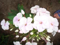 24.07.11 098.webp