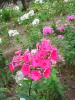 24.07.11 099.webp