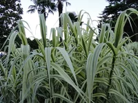 DSC01885.webp