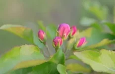 gce8de.webp