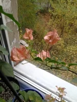 jg1jjc.webp