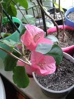 j1dcah.webp