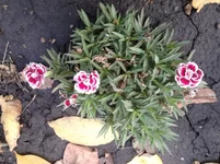 jc8cje.webp
