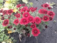 efgf9c.webp