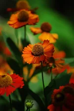 DSC_0737-s.webp