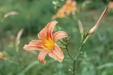 r001-029.webp
