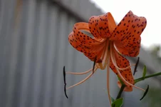 IMGP4522_1.webp