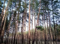 fgf0hd.webp