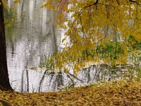 dcd9ch.webp