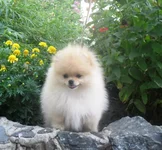 SAM_2584.webp