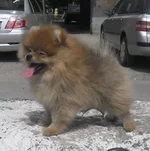 SAM_2511.webp