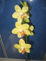 IMG_0082.jpg