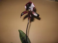 IMG_0010.webp