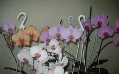 IMG_3263_.webp