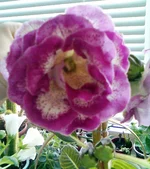 011.webp