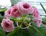 01.webp