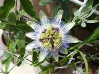 SAM_0863.webp