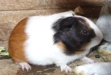 DSCF1185svin mama.webp