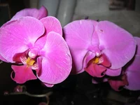 IMG_0629.webp