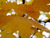 IMG_0979.webp