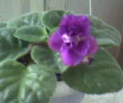 SP_A0140.webp