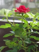DSCN2752.webp