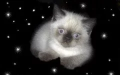 4.webp