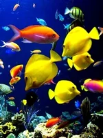  мир2.webp