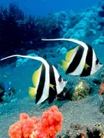  МИР1.webp
