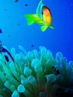snorkling.webp