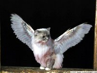 Winged_Cat_Wallpaper__yvt2.jpg