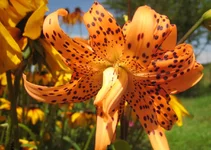 Flore Pleno 1.webp