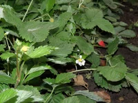 P8212484.webp