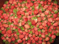 .webp