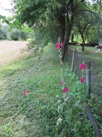  006.webp