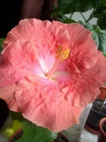 Watermelon Wine.webp