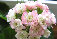 Apple Blossom Rosebud.webp