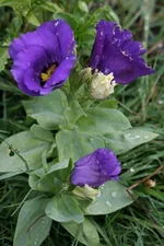 109.webp