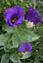 110.webp
