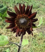 DSC00040.webp