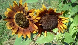 DSC00043.webp