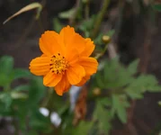 107.webp