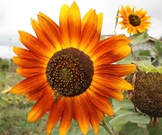 113.webp