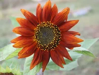 115.webp