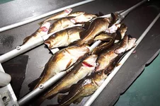 2011_08_05_9999_50.webp