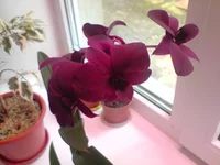 P240811_11.20[02].webp