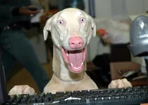 dog_ponedelneg.webp