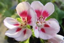 PAC FLOWER FAIRY WHITE SPLASH.webp