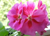 PAC Fairy Violet.webp