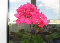 PAC Shocking Pink.webp